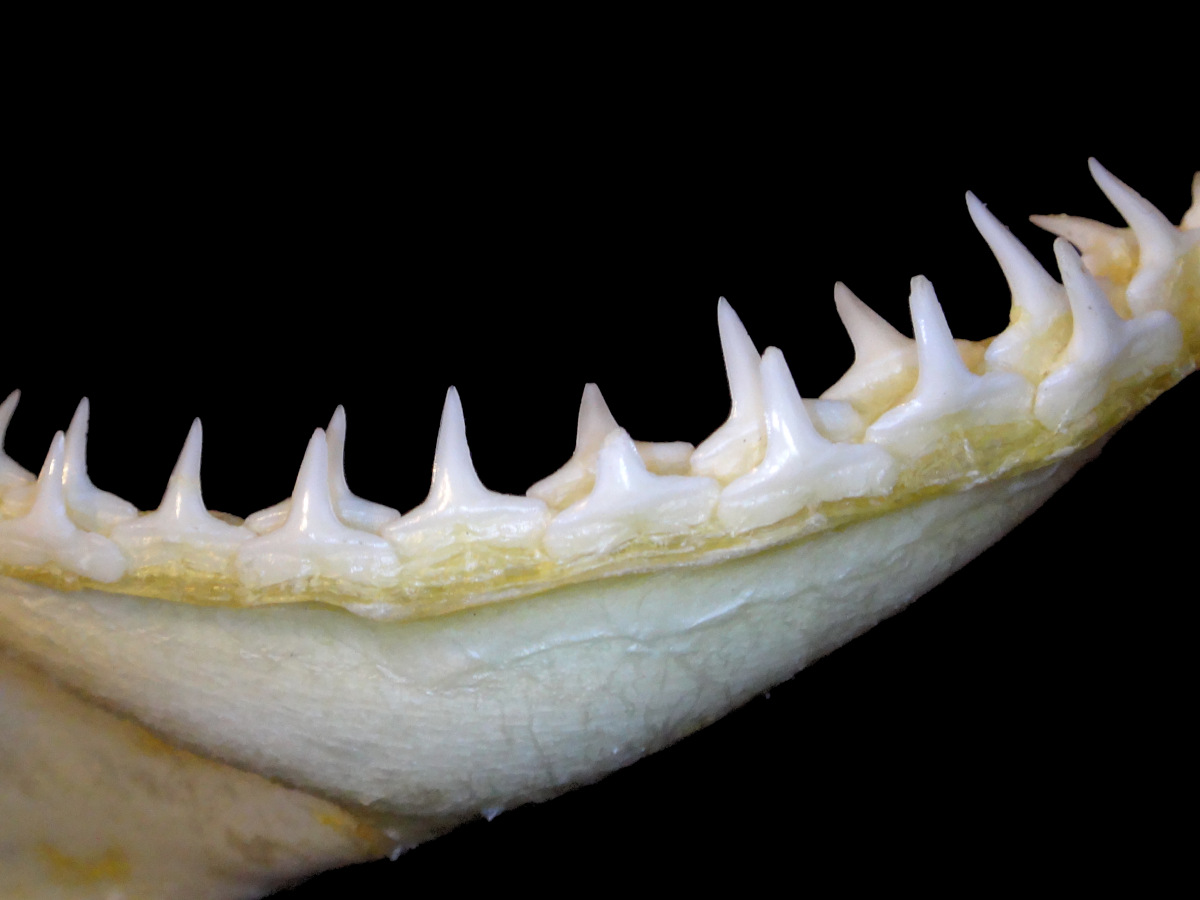 Carcharhinus macloti