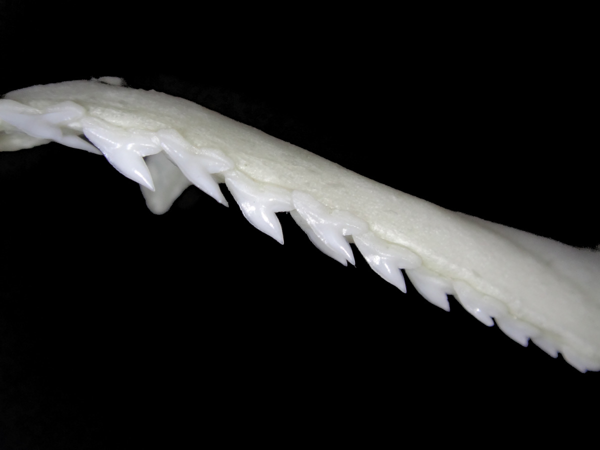 Scoliodon laticaudus