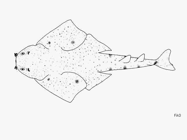 smoothback angelshark