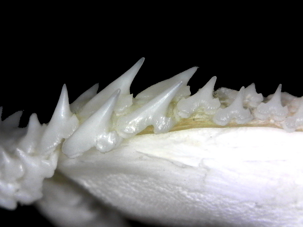 Leptocharias smithii