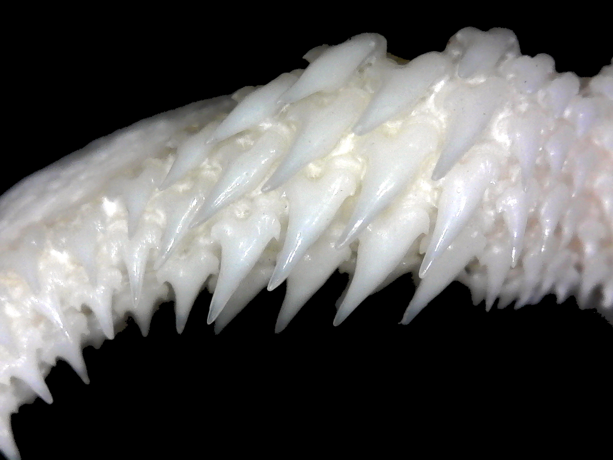 Leptocharias smithii