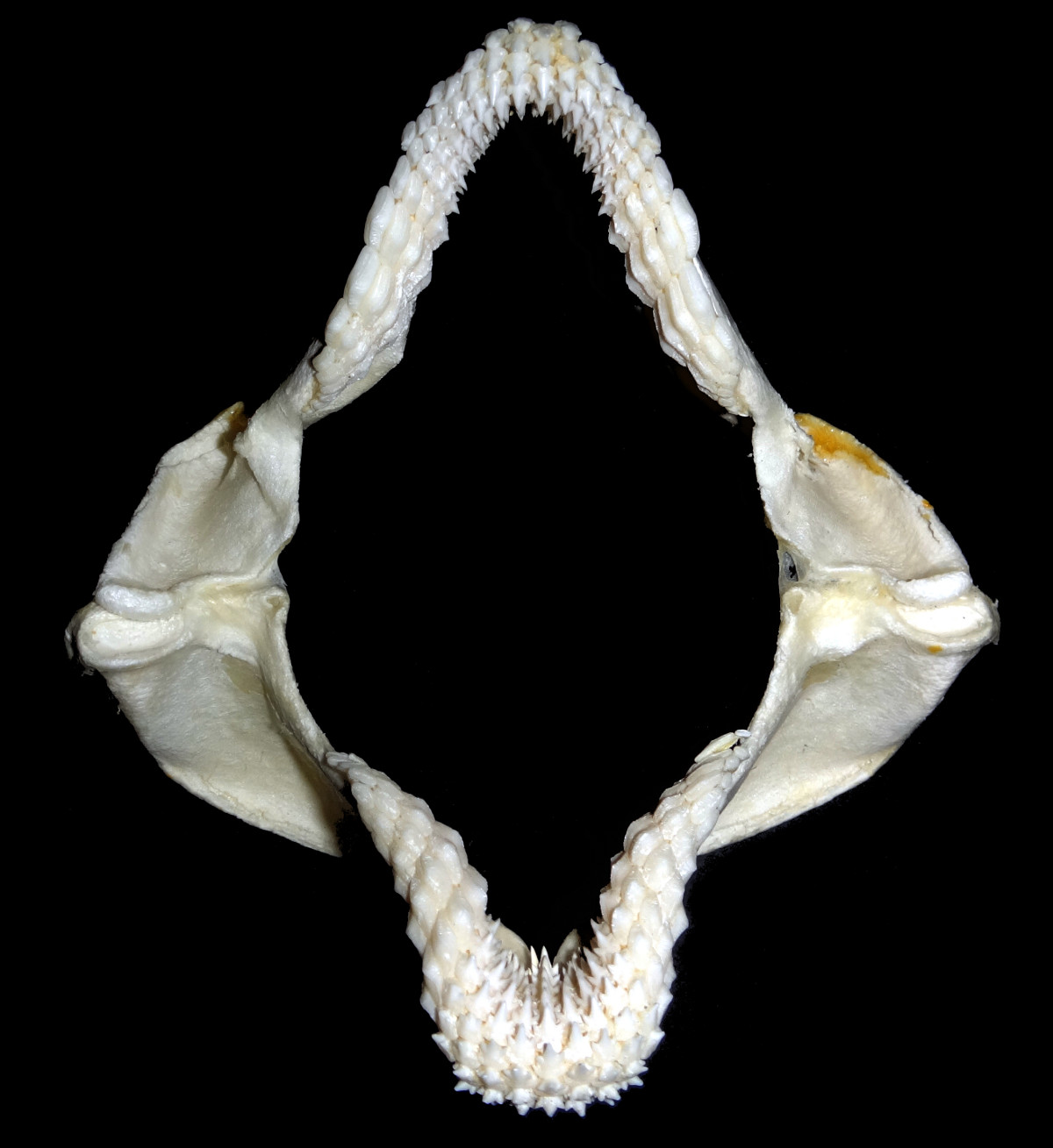 Heterodontus francisci