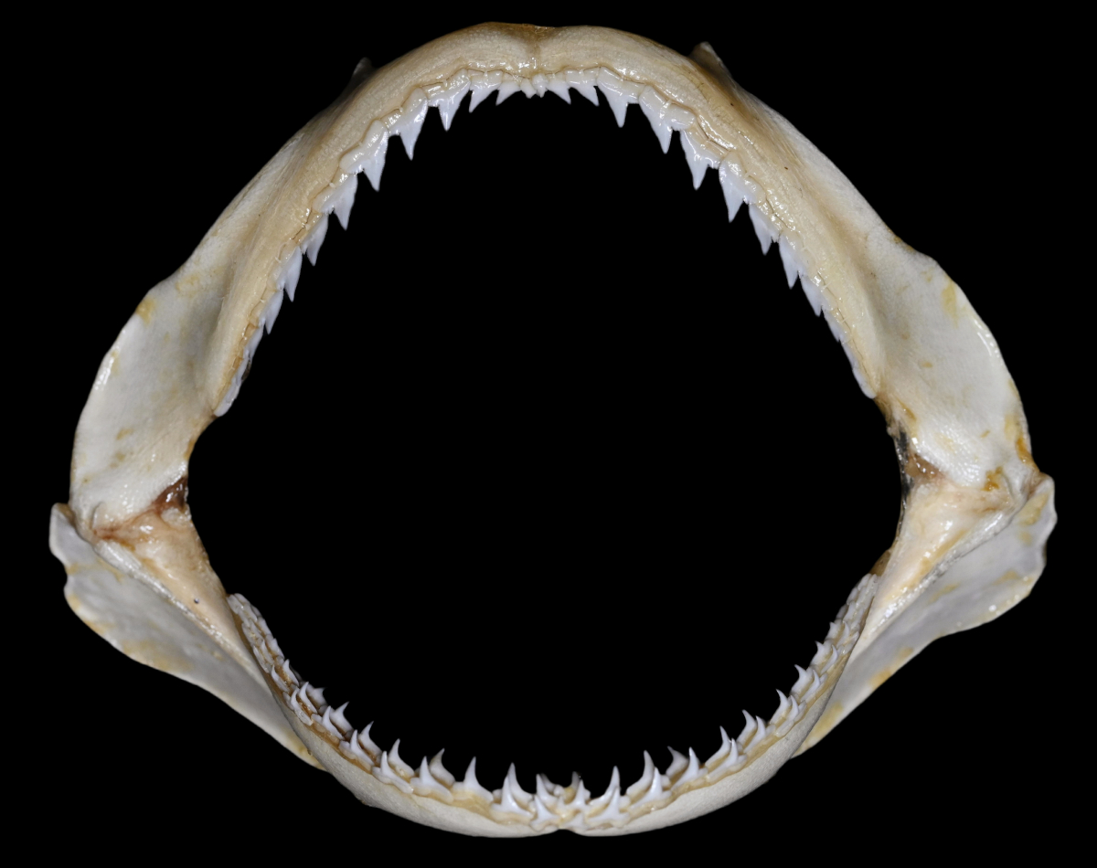Carcharhinus tjutjot 