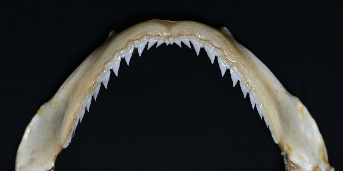 Carcharhinus tjutjot 