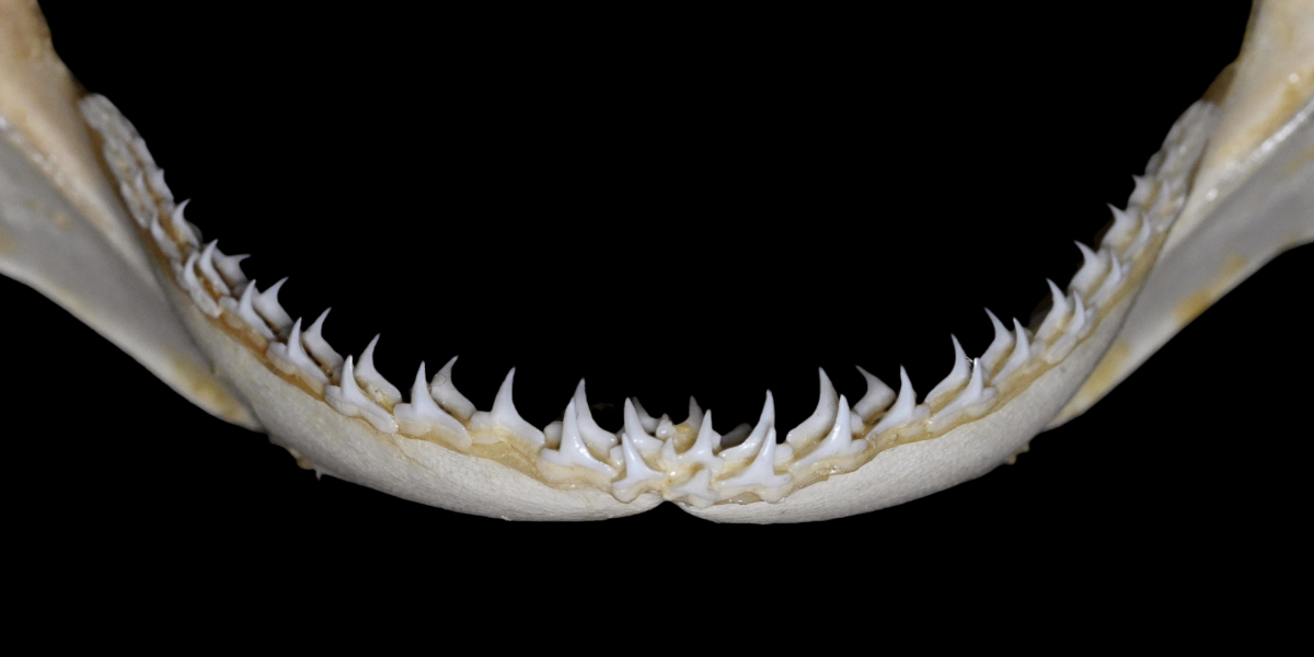 Carcharhinus tjutjot 