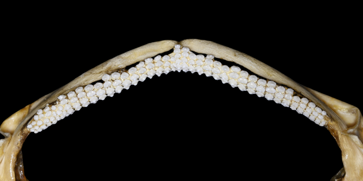 Dipturus macrocauda
