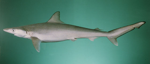 Rhizoprionodon acutus | Shark-References