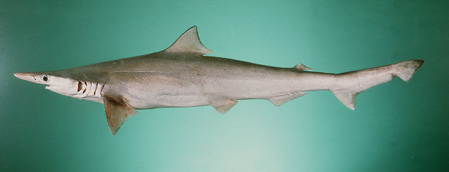 Scoliodon laticaudus | Shark-References