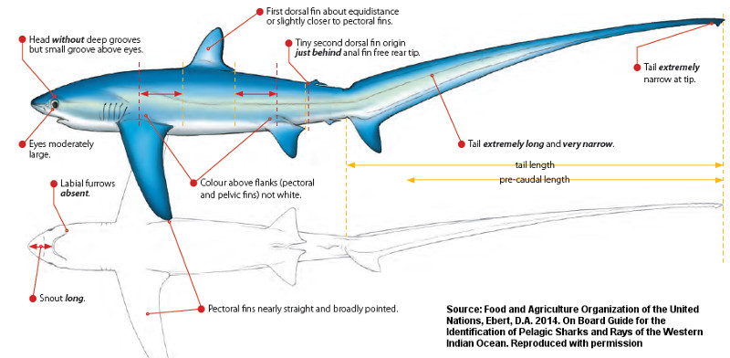 Pelagic Thresher  Alopias pelagicus