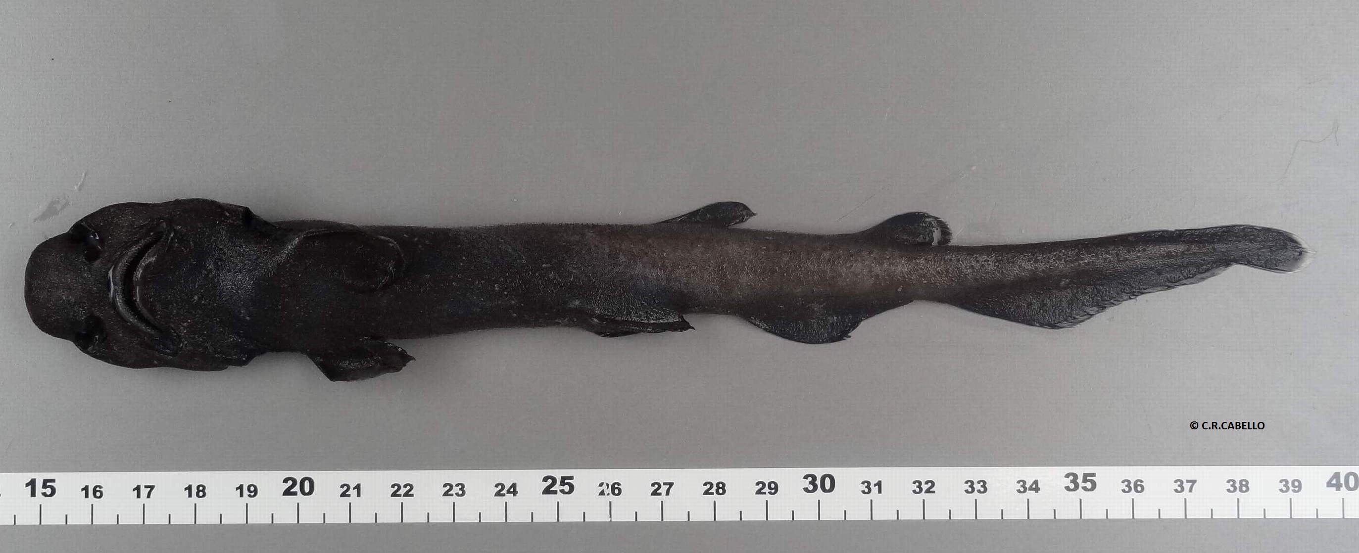 Apristurus melanoasper | Shark-References