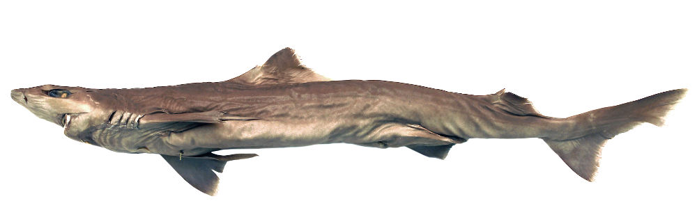 blackfin gulper shark