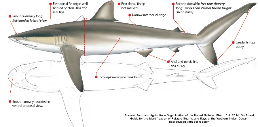 Shark Species Identification Chart