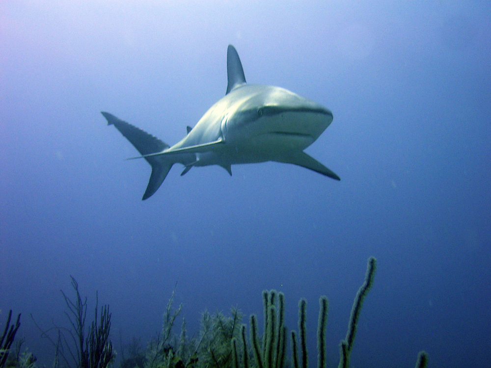 Carcharhinus perezii | Shark-References