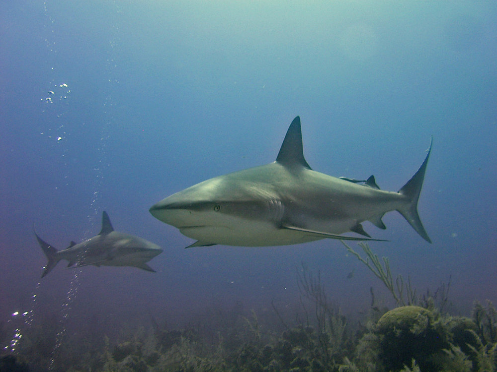 Carcharhinus perezii | Shark-References