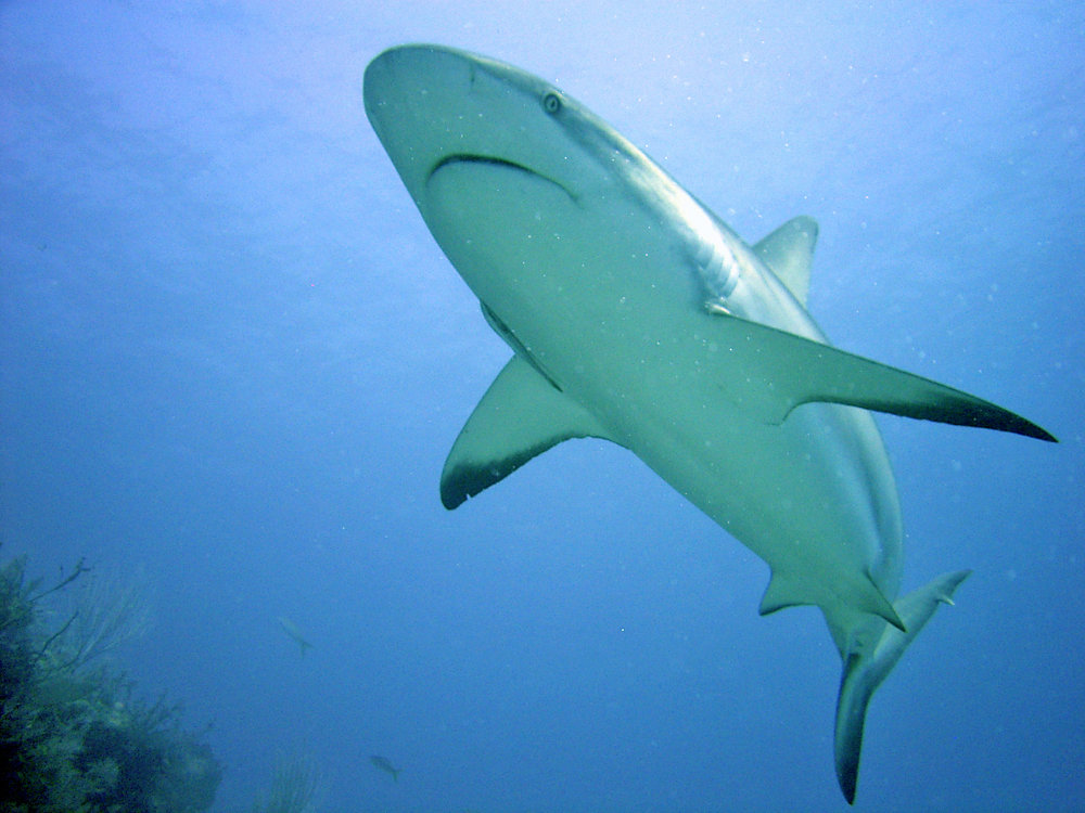 Carcharhinus perezii | Shark-References