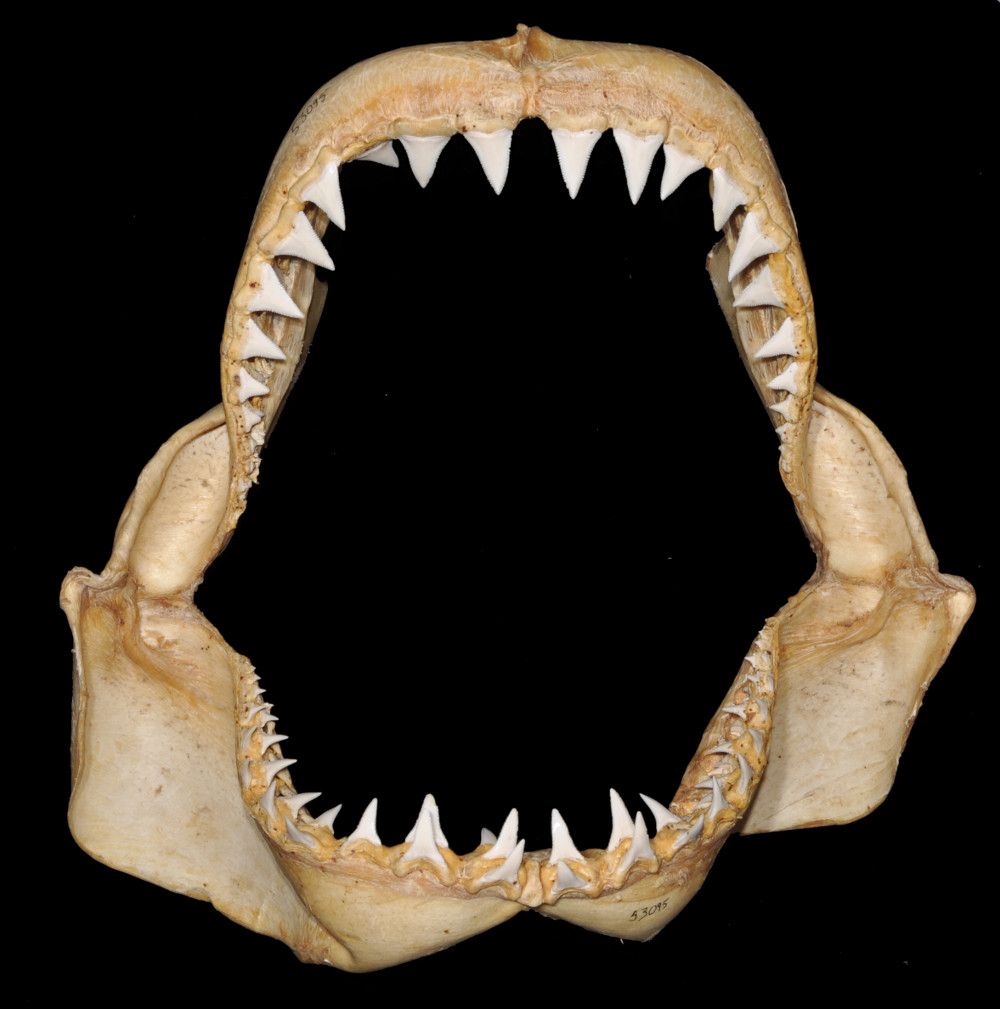 Carcharodon carcharias