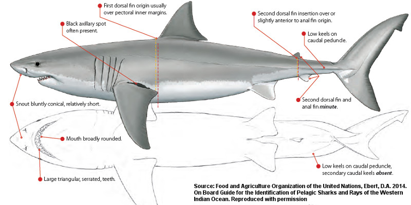 Shark Identifier