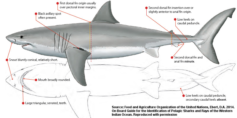 great white shark mouth parasite