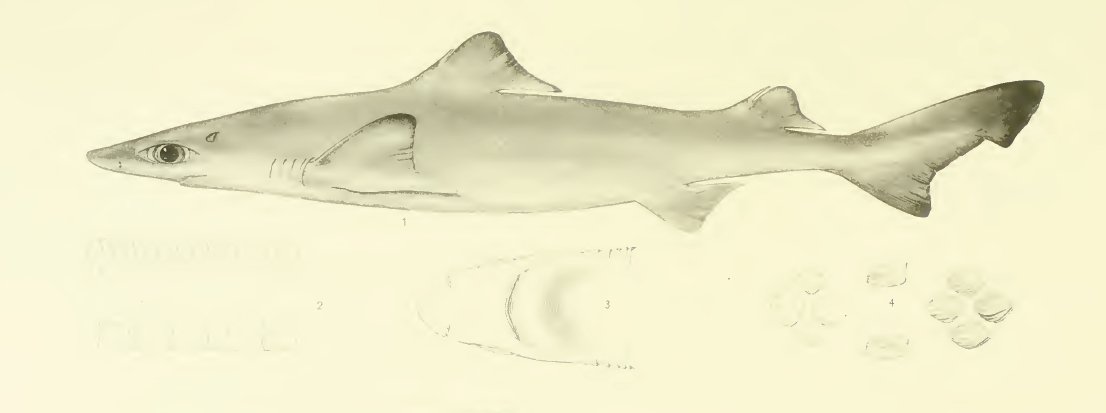 blackfin gulper shark