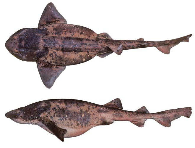 Cephaloscyllium Laticeps Shark References