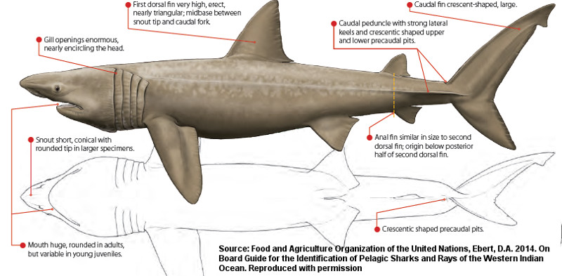 Cetorhinus Maximus Shark References