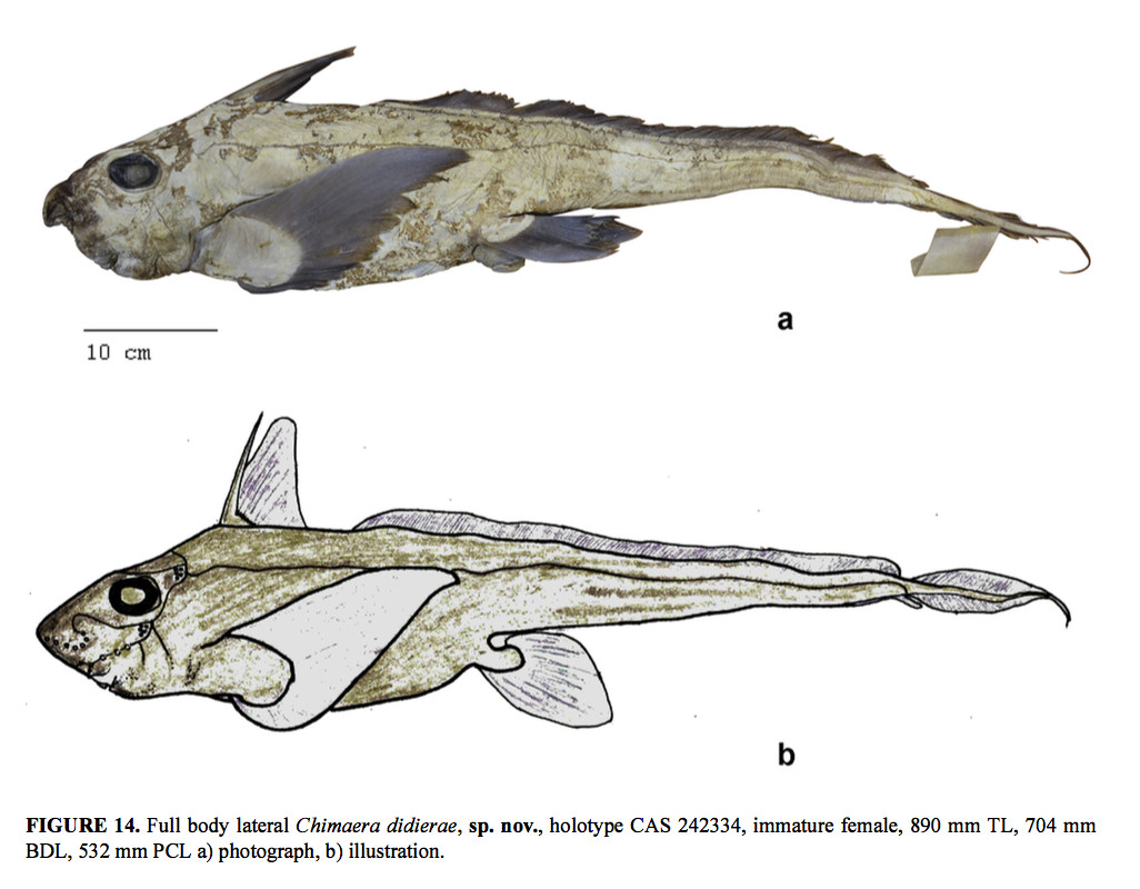 chimera chondrichthyes