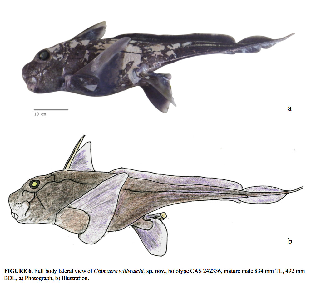 chimera chondrichthyes