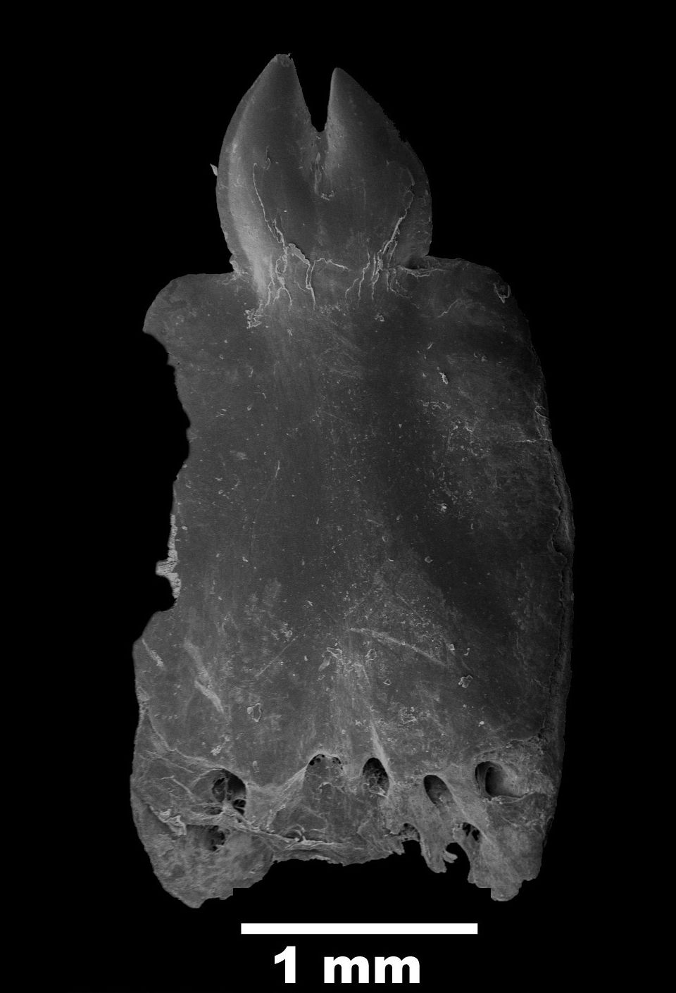 Etmopterus granulosus