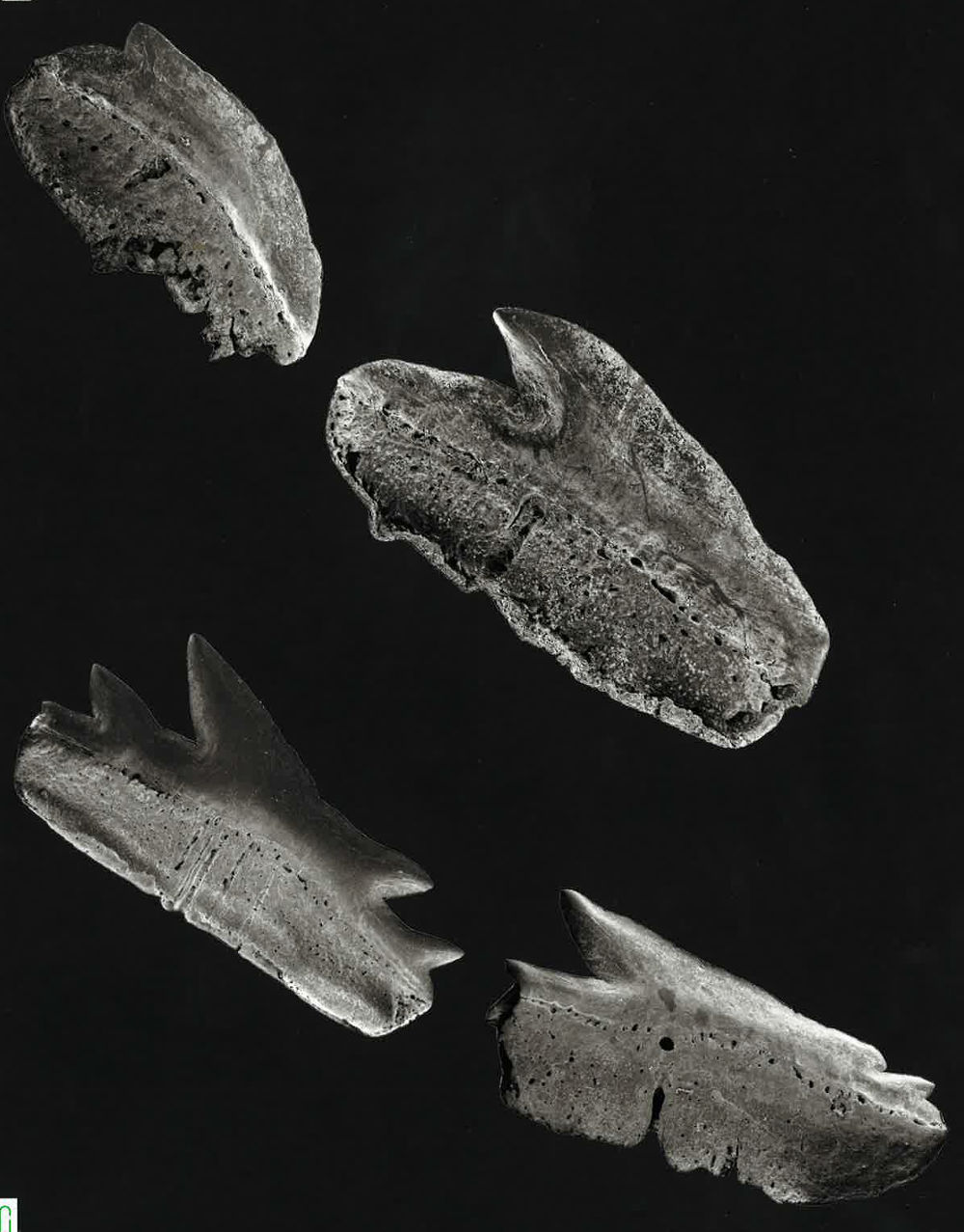 Echinorhinus cookei