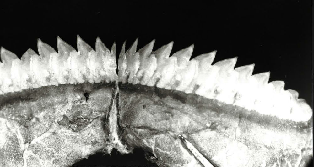 Euprotomicrus bispinatus