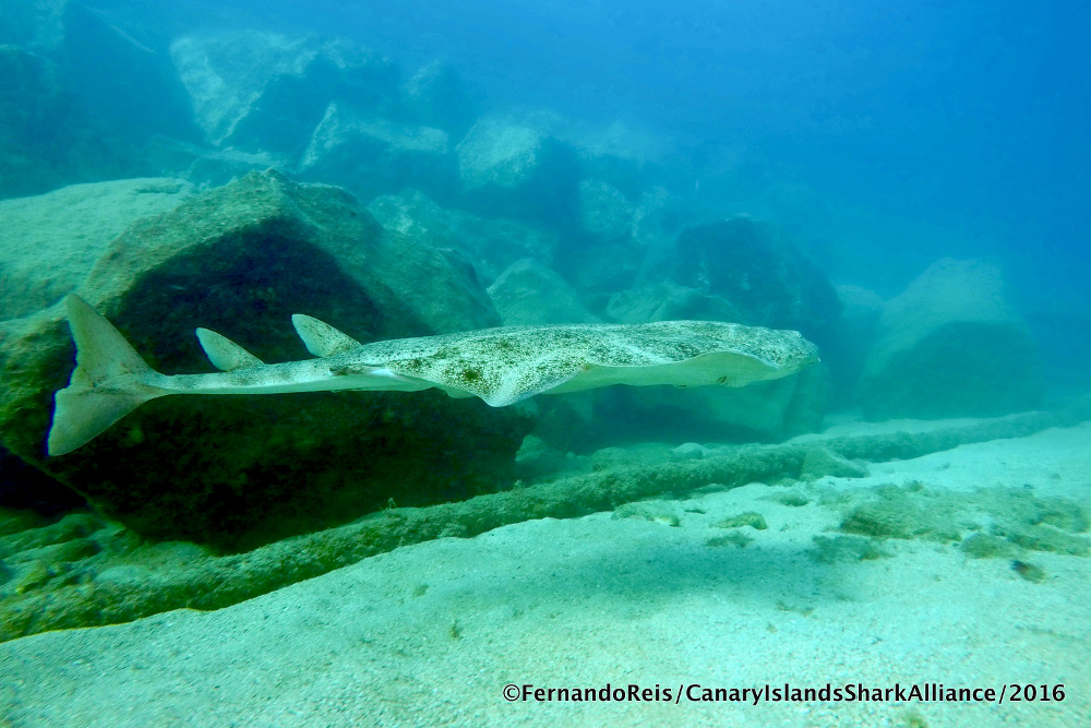 Squatina Squatina Shark References