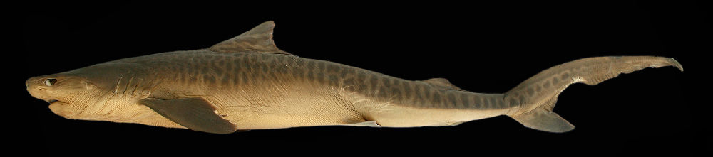 Tiger Shark, Galeocerdo cuvier (Péron & Lesueur, 1822) - The