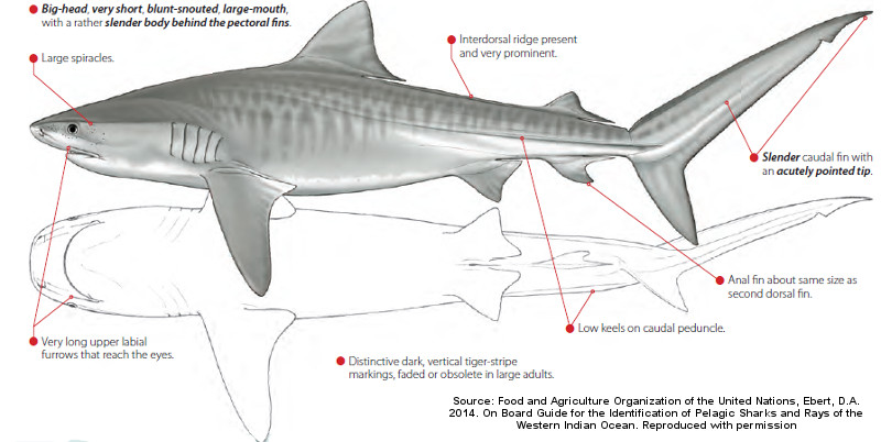 Tiger Shark (Galeocerda cuvier) - ANGARI Foundation