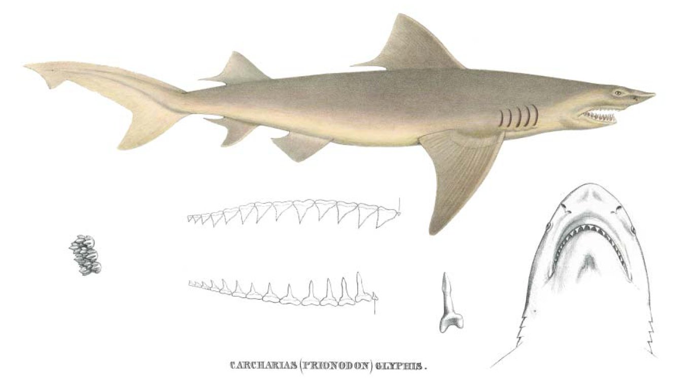 Glyphis freshwater shark