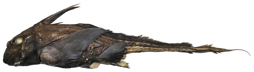 Chimaera Orientalis 