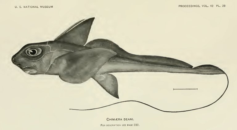 Hydrolagus deani | Shark-References