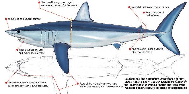 shortfin mako shark drawing