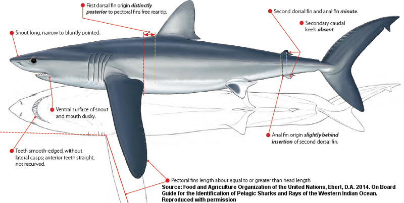 Реферат: Shortfin Mako Shark Essay Research Paper The