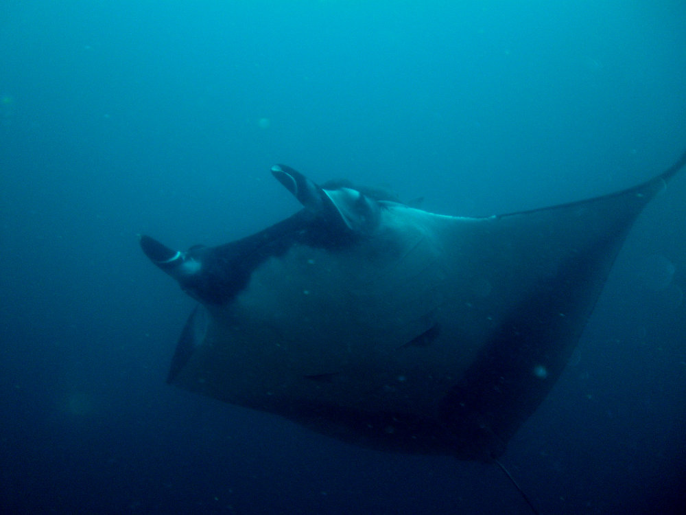 Mobula birostris | Shark-References