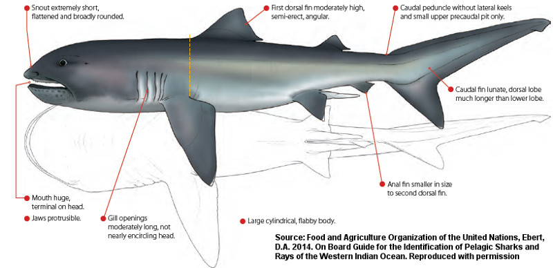 Megamouth Shark, Megachasma pelagios Taylor, Compagno & Struhsaker