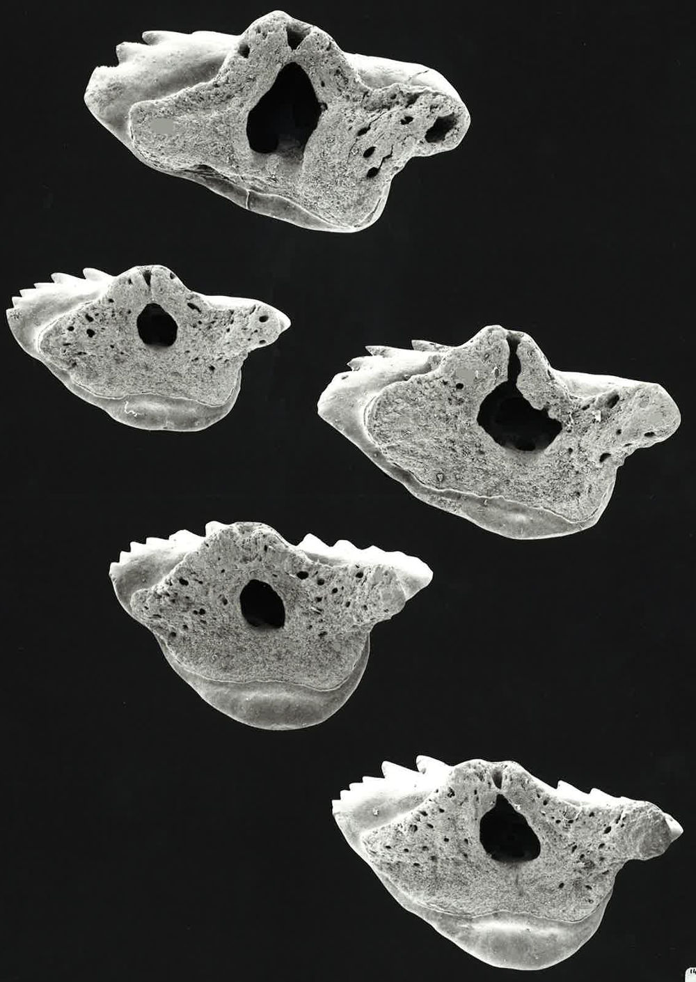 Nebrius ferrugineus
