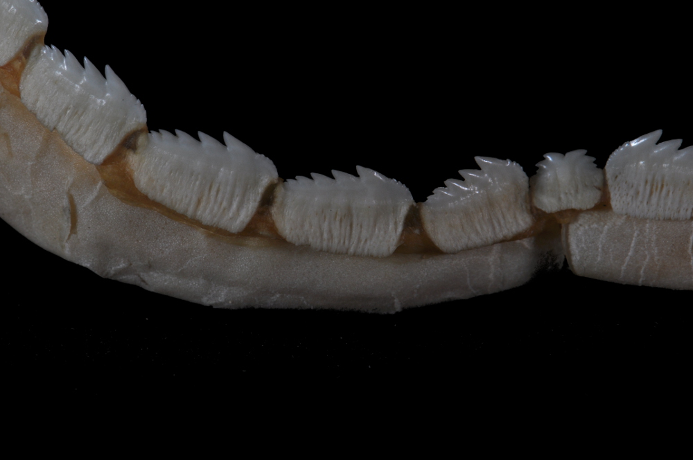 Notorynchus cepedianus