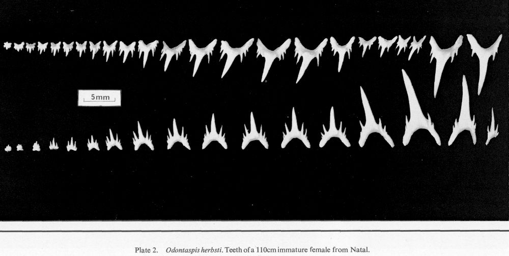 Odontaspis ferox