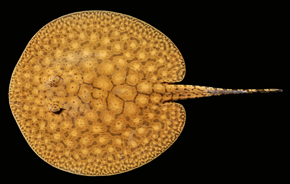 Potamotrygon orbignyi