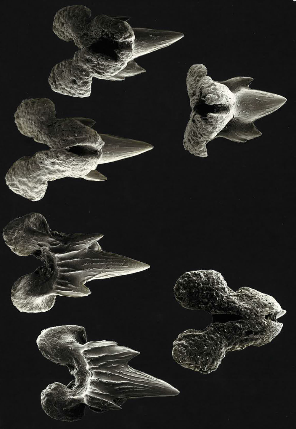 Pseudotriakis microdon