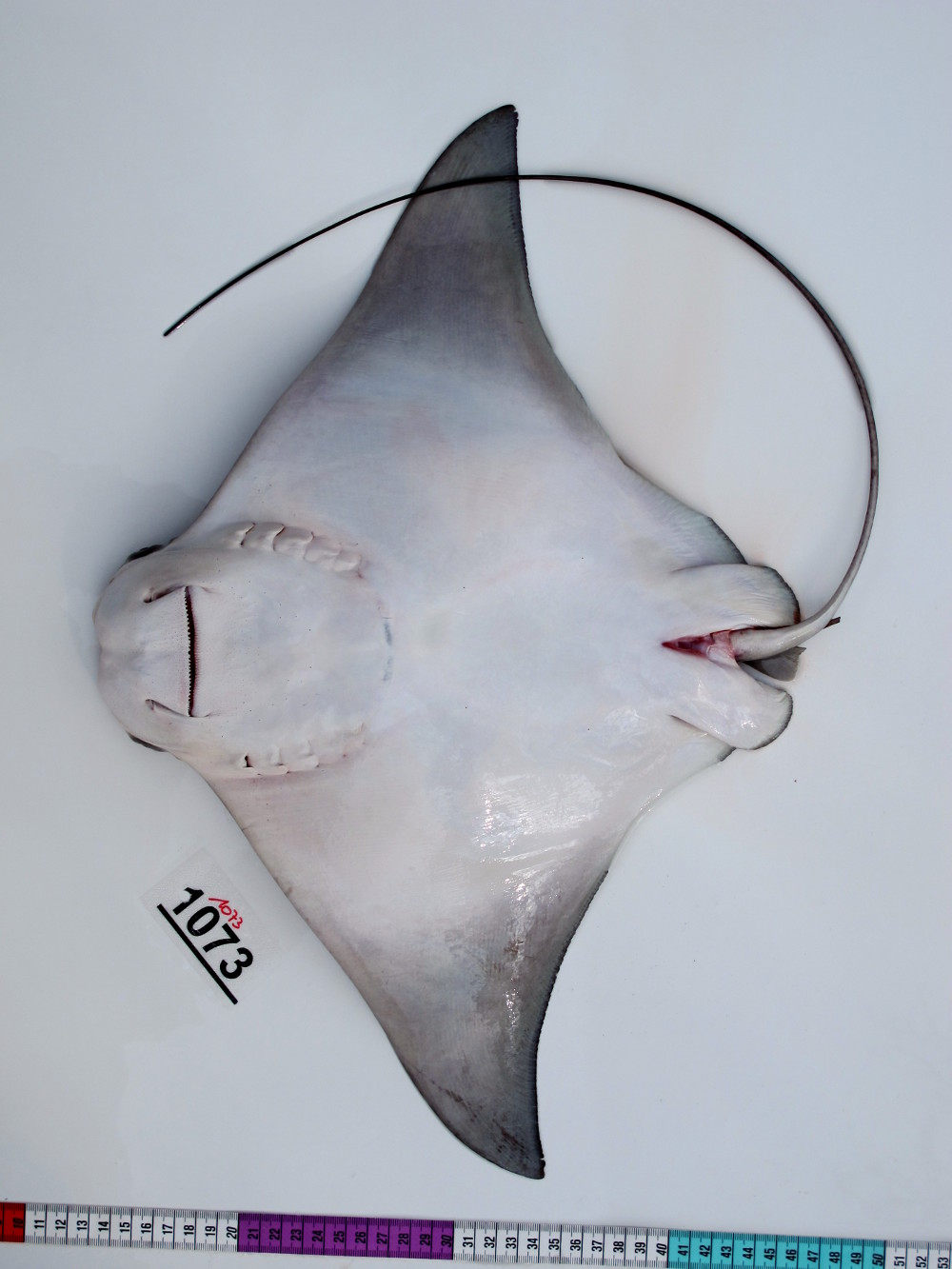 Rhinoptera bonasus | Shark-References