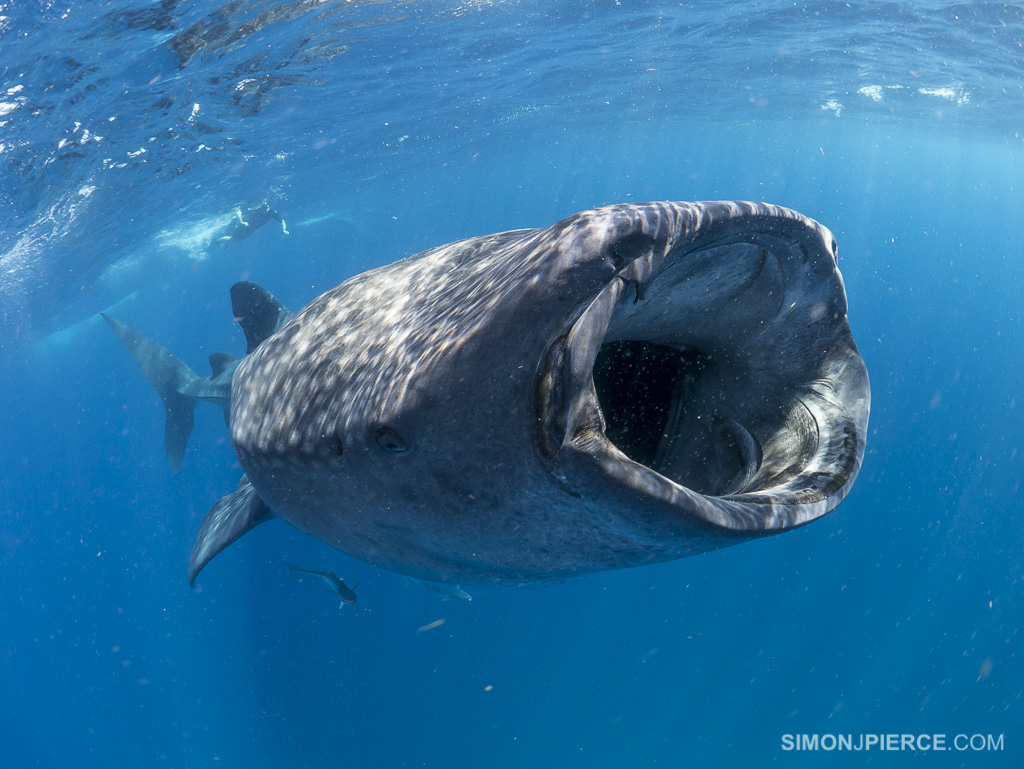 Rhincodon typus | Shark-References