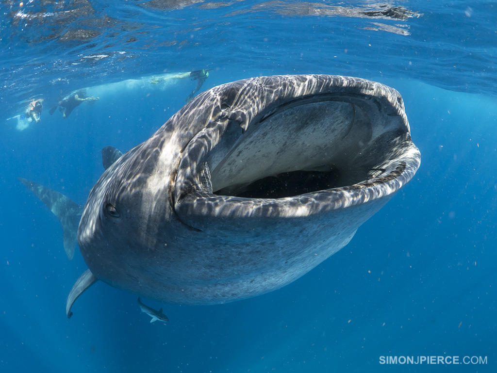 Rhincodon typus | Shark-References