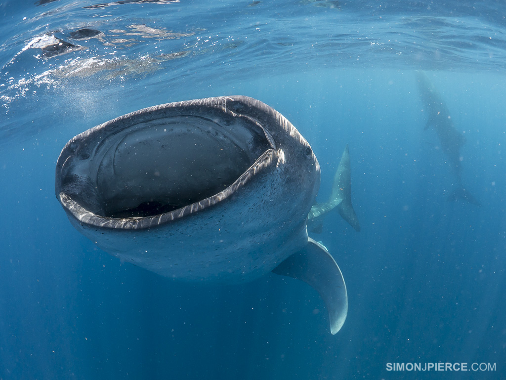 Rhincodon typus | Shark-References