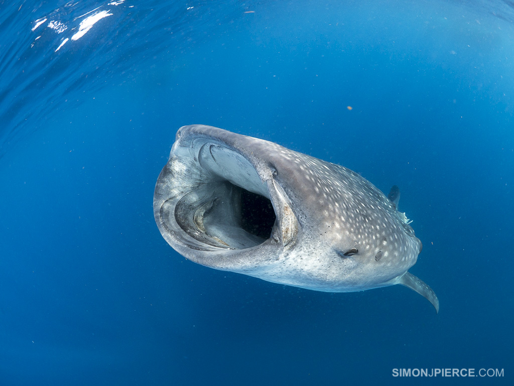 Rhincodon typus | Shark-References